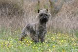 CAIRN TERRIER 632